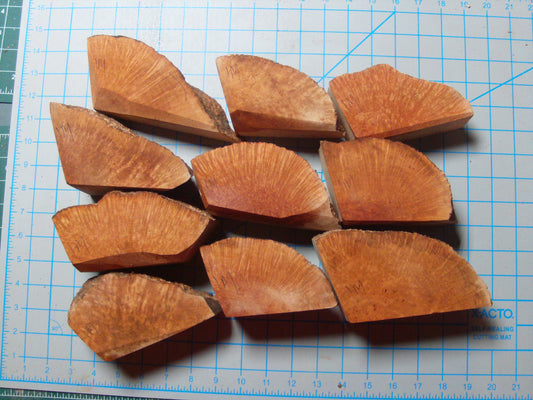 10 Grade 1 Medium Algerian Briar Blocks Lot 12