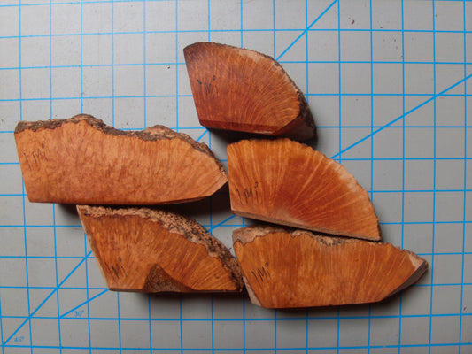 5 Grade 1 Mini Algerian Briar Blocks Lot 5